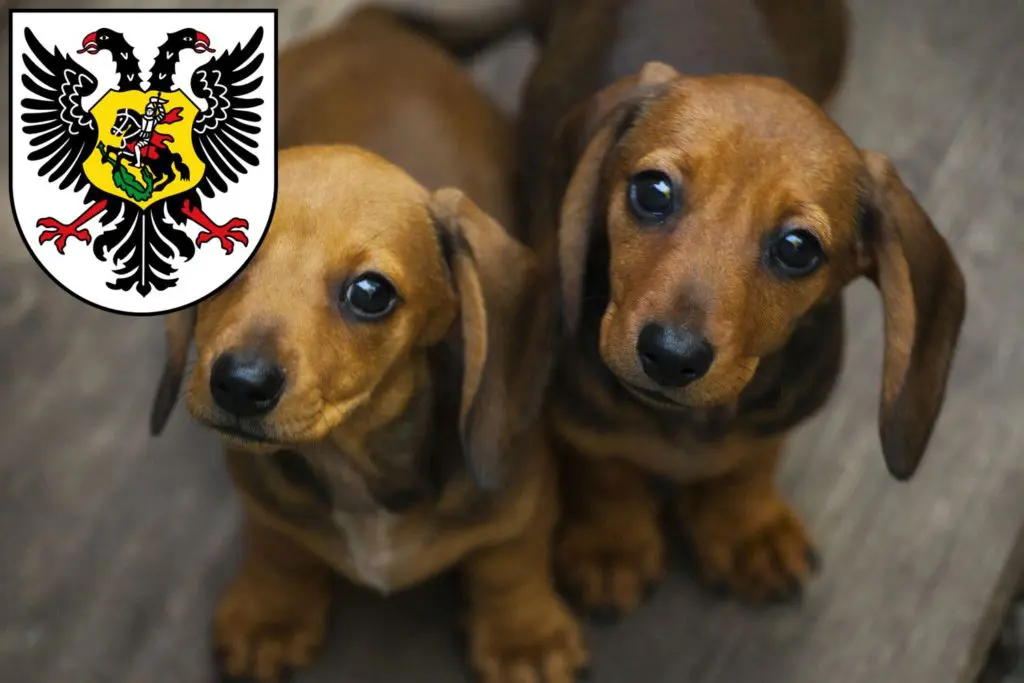 Dackel Züchter mit Welpen Ortenaukreis, Baden-Württemberg