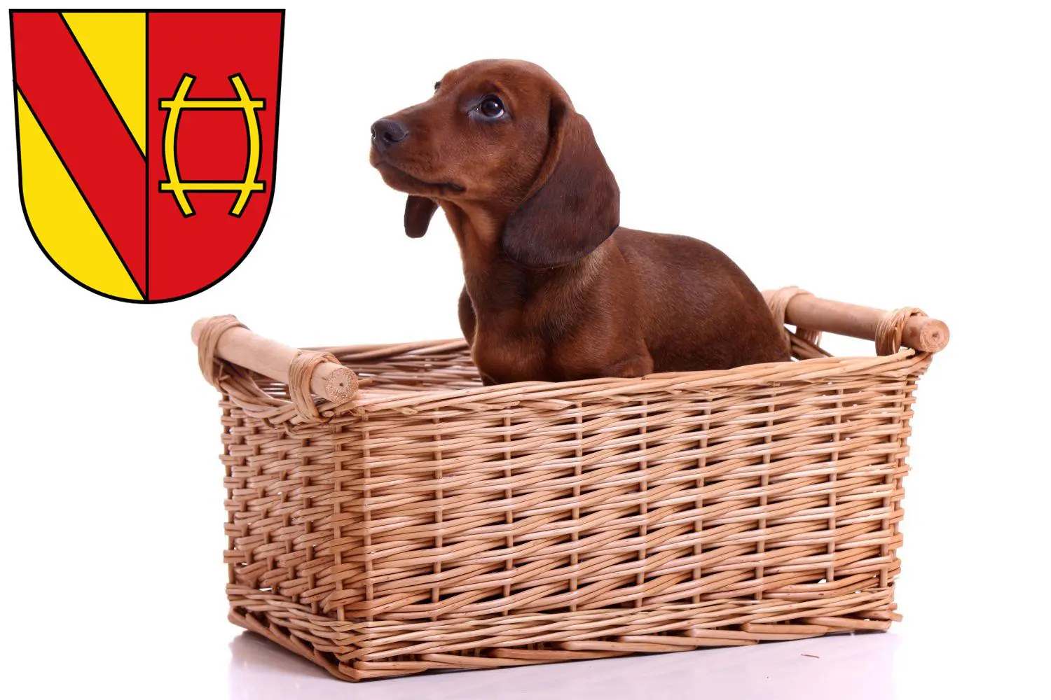 Dackel Züchter und Welpen in Rastatt Dackel.de