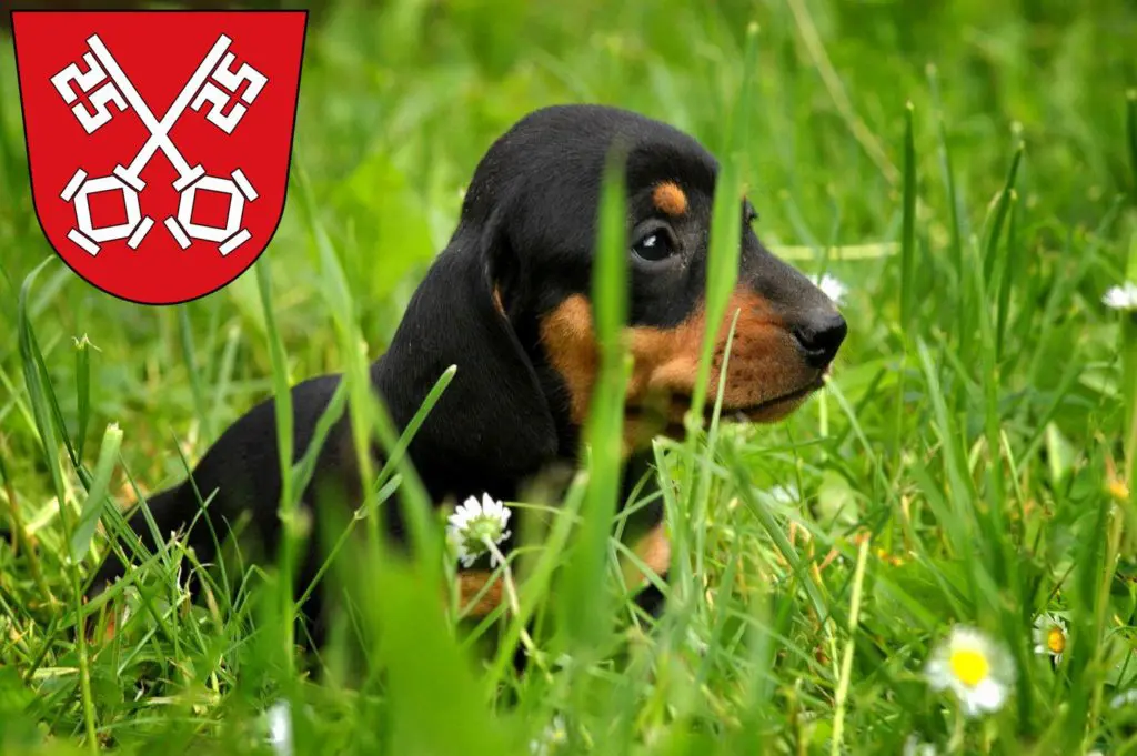 Dackel Züchter mit Welpen Regensburg, Bayern