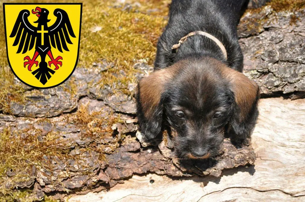 Dackel Züchter mit Welpen Rottweil, Baden-Württemberg