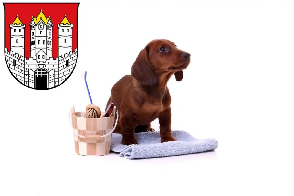 Dackel Züchter mit Welpen Salzburg, Österreich