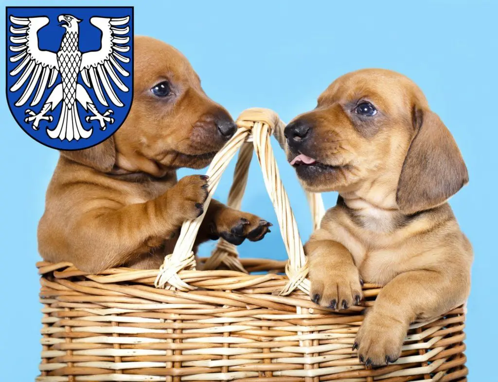 Dackel Züchter mit Welpen Schweinfurt, Bayern