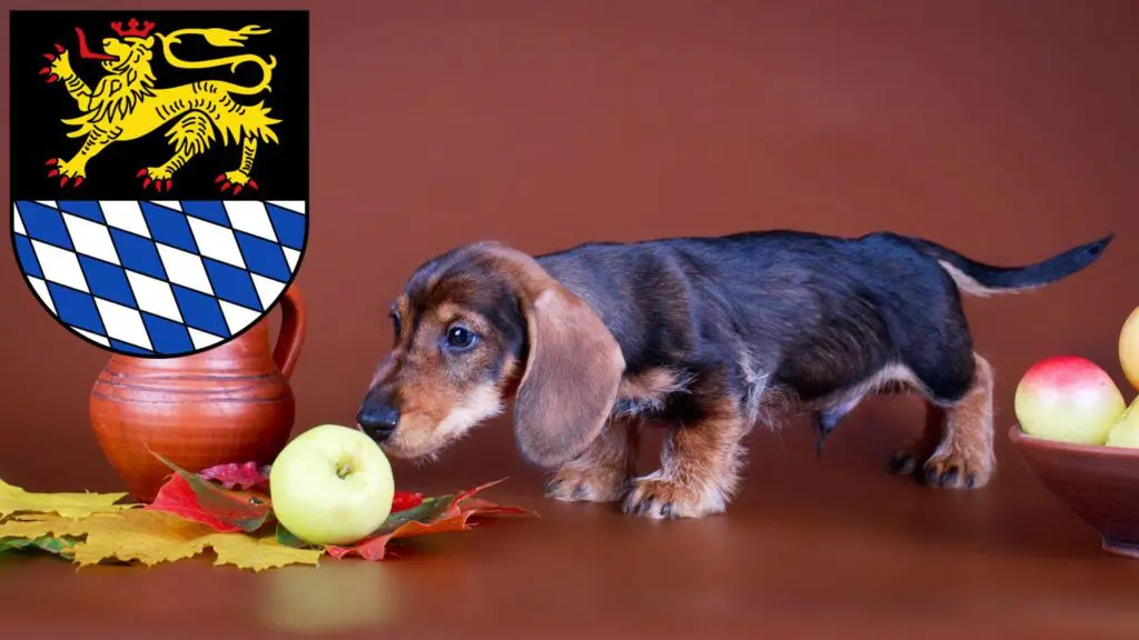 Dackel Züchter mit Welpen Simmern/Hunsrück, Rheinland-Pfalz