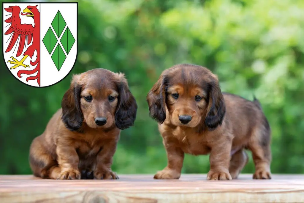 Dackel Züchter mit Welpen Stendal, Sachsen-Anhalt