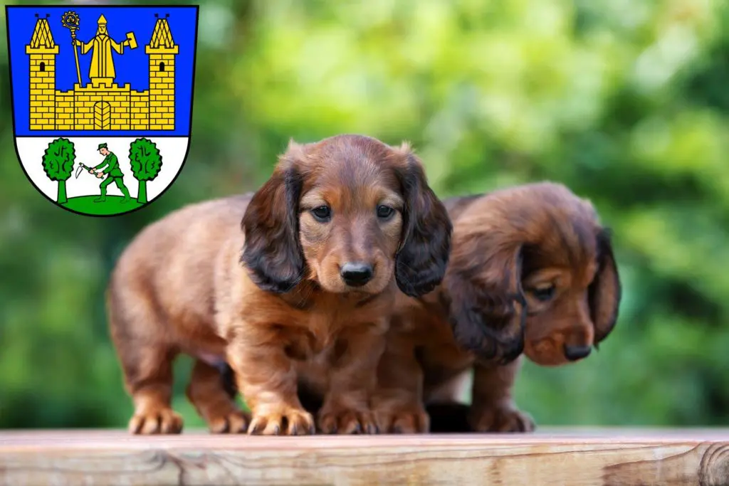 Dackel Züchter mit Welpen Tirschenreuth, Bayern