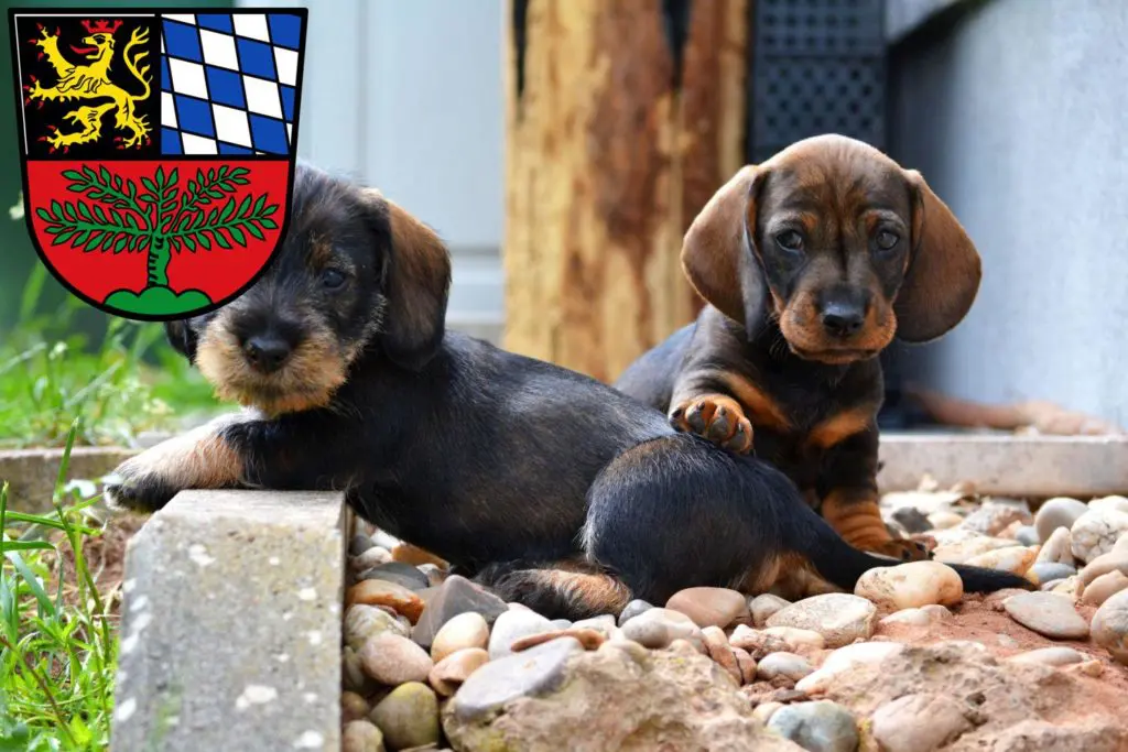 Dackel Züchter mit Welpen Weiden in der Oberpfalz, Bayern