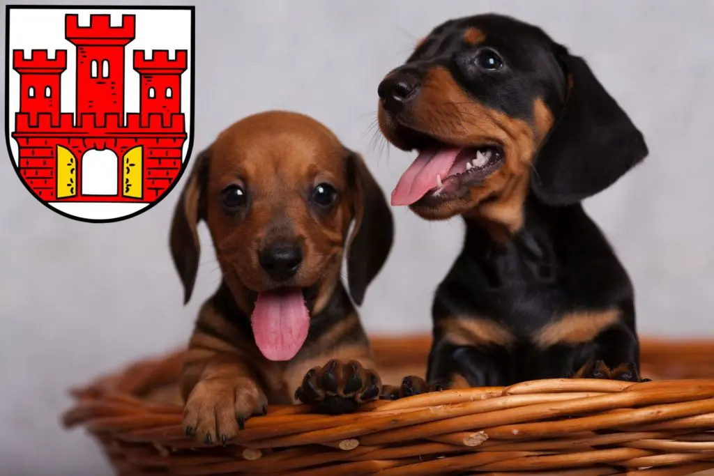 Dackel Züchter mit Welpen Weilheim in Oberbayern, Bayern