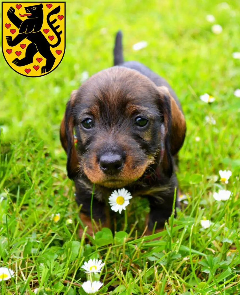 Dackel Züchter mit Welpen Weimar, Thüringen
