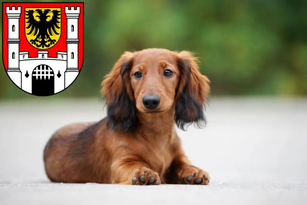 Dackel Züchter mit Welpen Weißenburg in Bayern, Bayern
