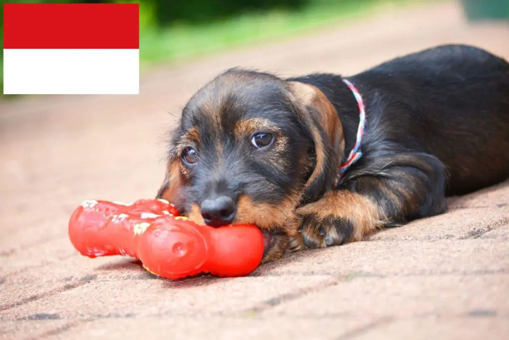 Dackel Züchter mit Welpen Wien, Österreich