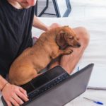 Links zum Thema Dackel