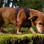 Dackel Mischling schnüffelt im Moos, Hund mit kurzen Beinen, betagter Dachshund auf Fährtensuche im Wald