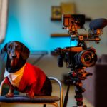 Dackel Videos