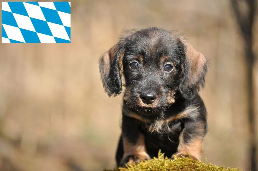 Dackel Züchter mit Welpen Bayern