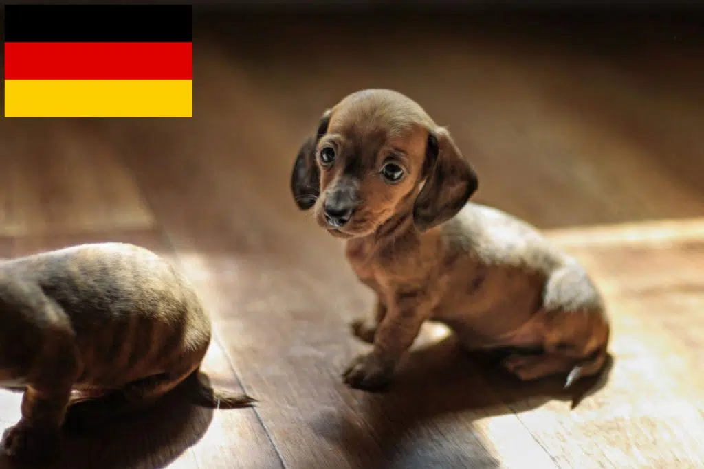 Dackel Züchter mit Welpen Deutschland