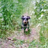 Zwergdackelrüde rau in black and tan-DECKRÜDE