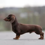 Brauner Kaninchendackel steht auf einer Straße.