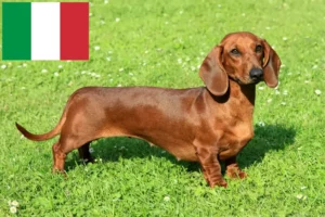 Mehr über den Artikel erfahren Dackel Züchter und Welpen in Italien