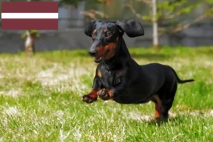 Mehr über den Artikel erfahren Dackel Züchter und Welpen in Lettland
