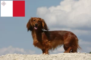 Mehr über den Artikel erfahren Dackel Züchter und Welpen auf Malta