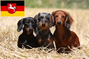 Mehr über den Artikel erfahren Dackel Züchter und Welpen in Niedersachsen