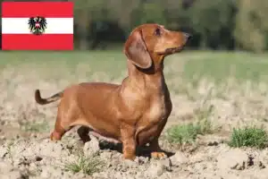 Mehr über den Artikel erfahren Dackel Züchter und Welpen in Österreich