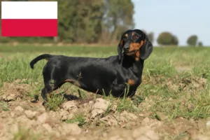 Mehr über den Artikel erfahren Dackel Züchter und Welpen in Polen