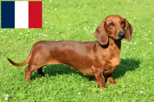 Mehr über den Artikel erfahren Dackel Züchter und Welpen auf Réunion
