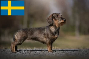 Mehr über den Artikel erfahren Dackel Züchter und Welpen in Schweden
