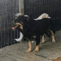 Tarina, Hündin, kastriert, geb November 2019, ca 36 cm