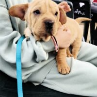 TOTO, 6 Mon. alte, kleinbleibende, superliebe Knutschkugel, toll mit Kindern un