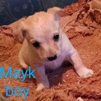 MAYK; kleiner Pinscher-Dackel MIX sucht ein liebevolles Zuhause, befindet sich in Gladbeck:)