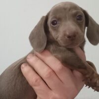 Zwergdackel Welpen!