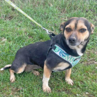 Dackel-Terrier Mix Jeanette ist ein kleiner Sonnenschein