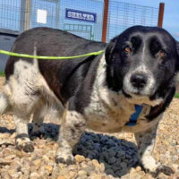 Nadja 36 cm geb. 08/2015 sucht ein liebevolles Zuhause