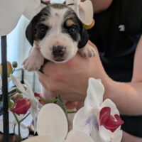 Rauhhaar Würstchen in besonderer Farbe Tiger und Piebald