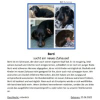 Hallo, ich bin Berti, dein Traumdackel