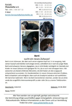 Hallo, ich bin Berti, dein Traumdackel