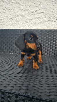 Zwergdackel Welpen