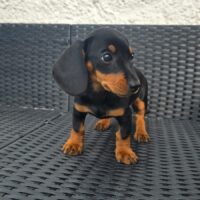 Zwergdackel Welpen