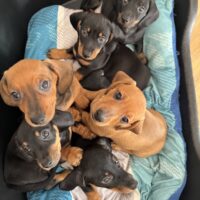 Unsere kleinen Dackelherzen suchen ihr Für-immer-Zuhause!