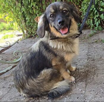 verschmuste POLLI (1 Jahr jung / 8,5 kg)