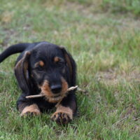 🐾 Dackelwelpe „Qju-Blue vom Georgenhof“ sucht ein liebevolles Zuhause 🐾