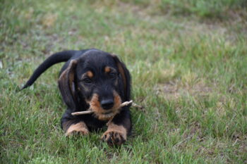 🐾 Dackelwelpe „Qju-Blue vom Georgenhof“ sucht ein liebevolles Zuhause 🐾