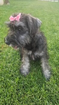 FABY (Zwergschnauzer)