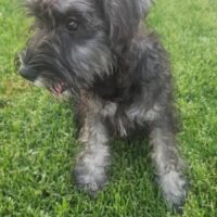 FABY (Zwergschnauzer)