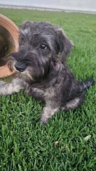 XAVI (Zwergschnauzer)