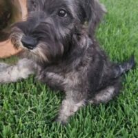 XAVI (Zwergschnauzer)