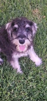 BALU (Zwergschnauzer)