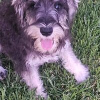 BALU (Zwergschnauzer)